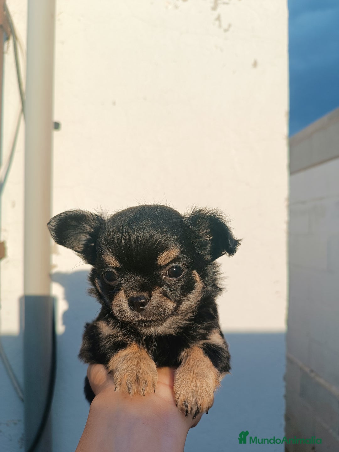 Chihuahua perros en venta: Chihuahuas - Imagen 13