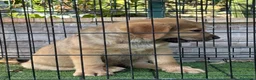 Pastor de Asia Central perros en venta: Cachorro Alabai  - Anuncio 6