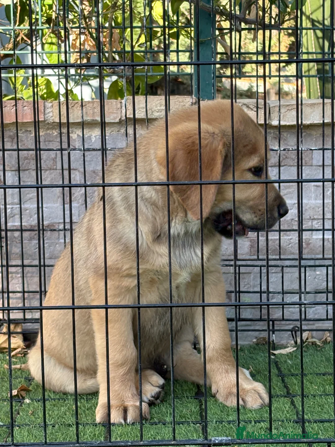 Pastor de Asia Central perros en venta: Cachorro Alabai  - Anuncio 6