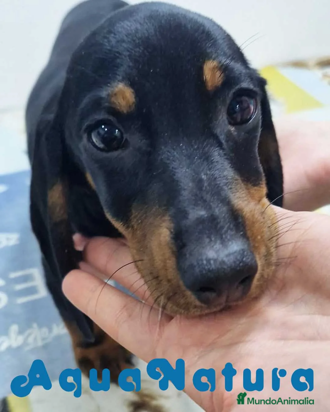 Teckel perros en venta: Teckel Hembra 9972 - AQUANATURA en Barcelona - Anuncio 5