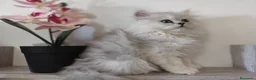 Persa gatos en venta: Persas chinchilla  - Anuncio 10