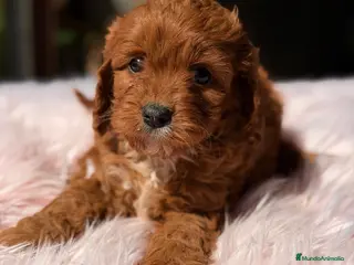 Cavapoo perros CAVAPOO ROJO INTENSO MINI - Anuncio 4