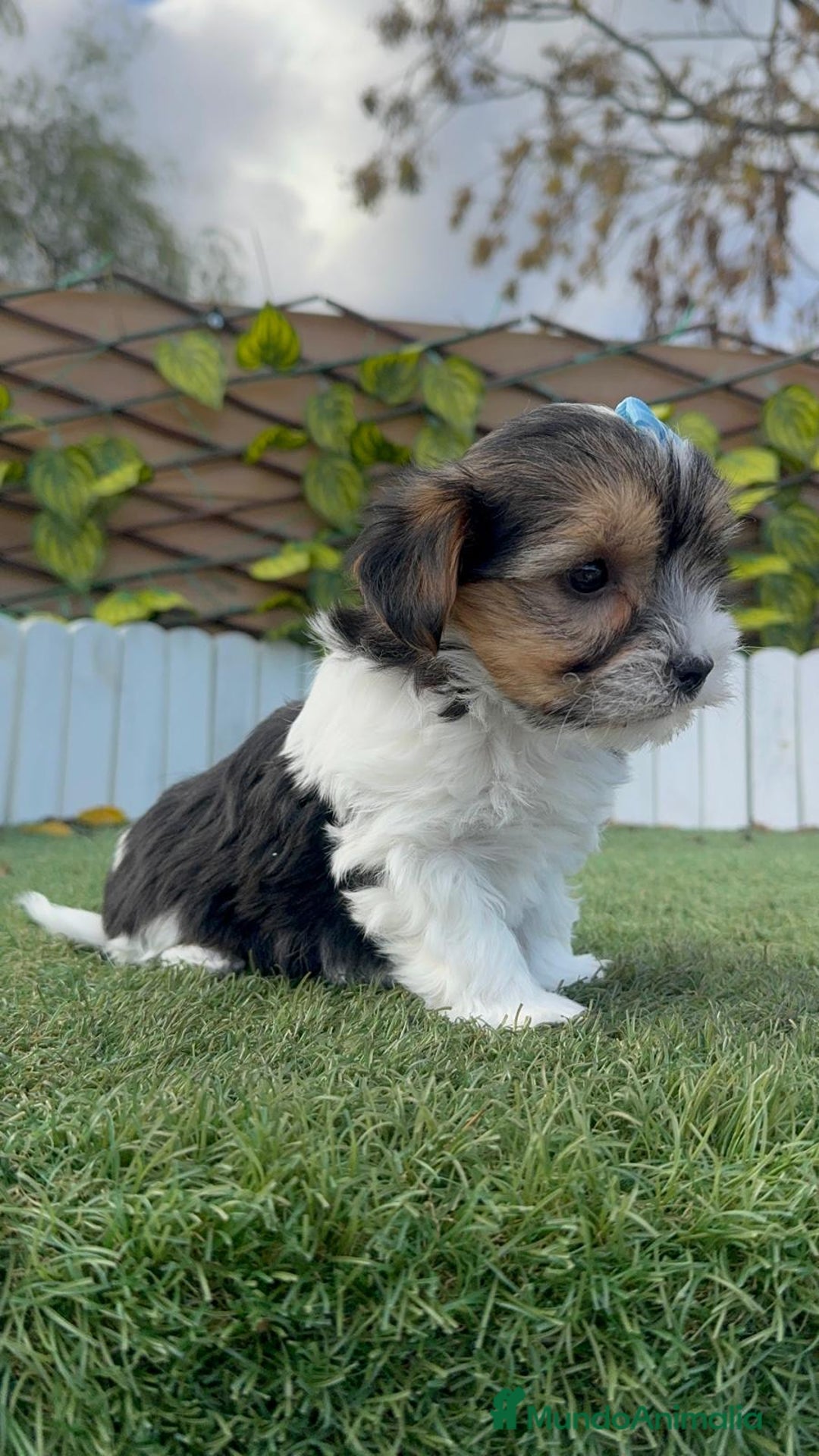 Yorkshire Terrier perros en venta: YORKSHIRE BIEWER - Anuncio 5