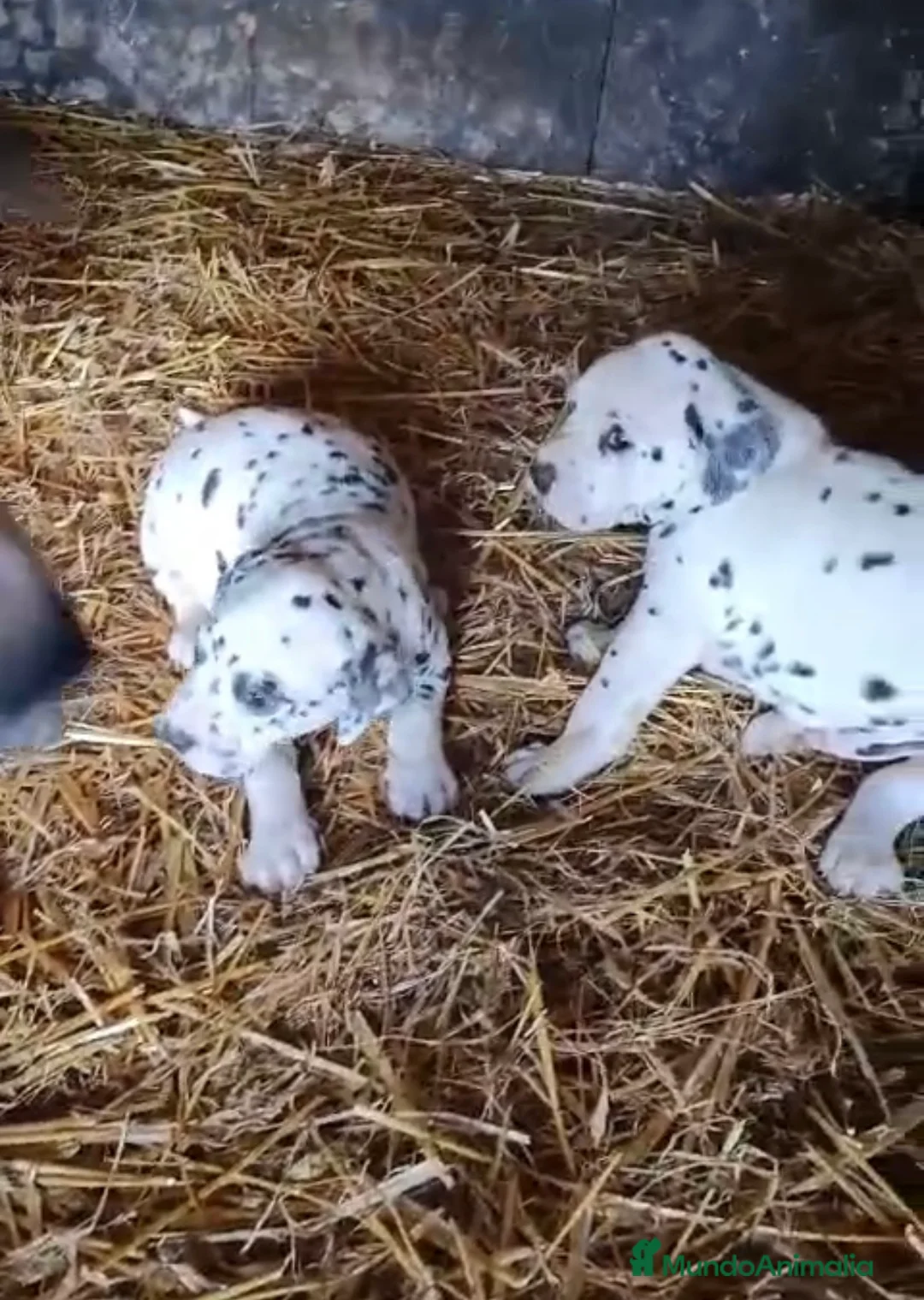 Dálmata perros en venta: Dalmata disponible macho y hembra  en Alicante - Anuncio 2
