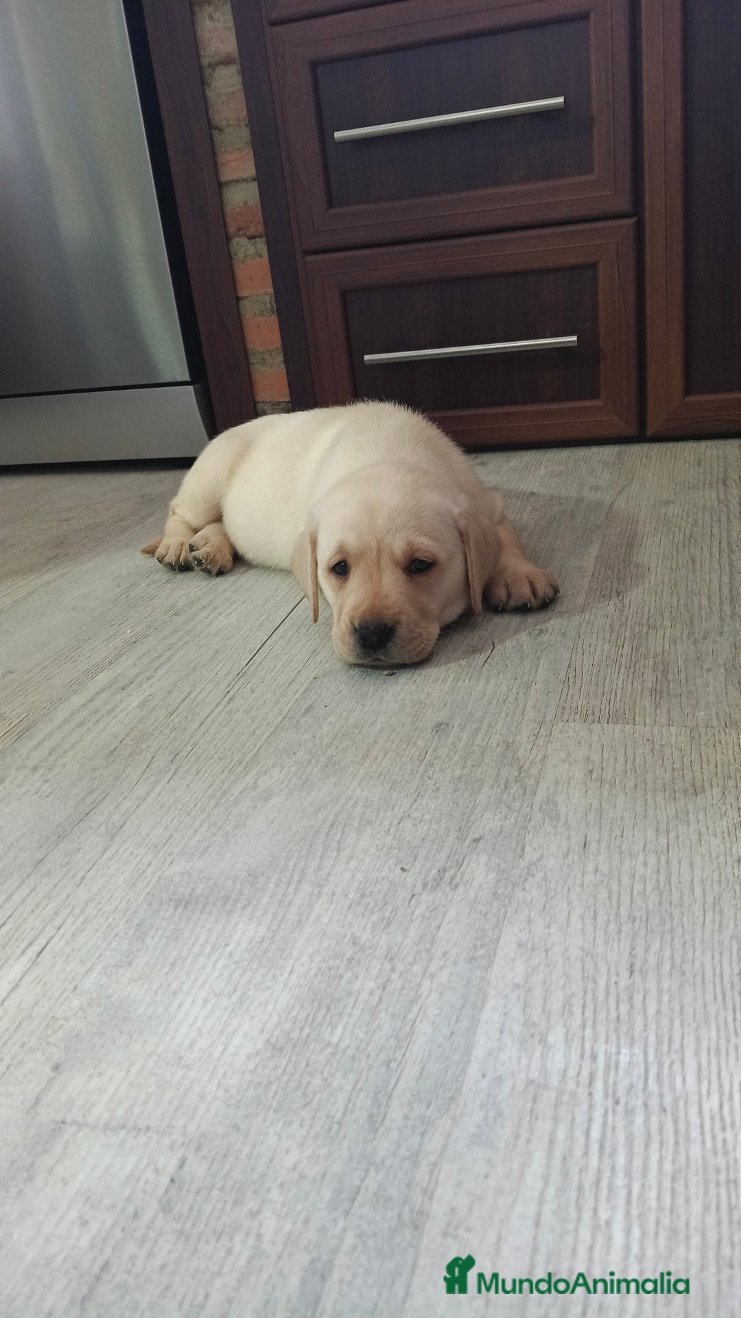 Labrador Retriever perros en venta: Labrador retriever dorado  - Anuncio 3