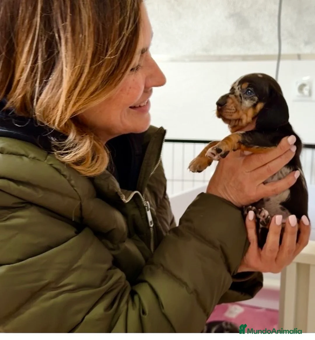 Teckel Miniatura perros en venta: Precioso cachorro Teckel miniatura  - Anuncio 10