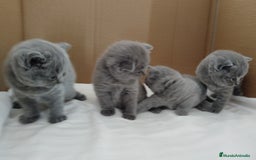 Británico de Pelo Corto Azul gatos en venta: British Shorthair super bonitos - Imagen 8