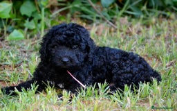 Perro de Agua Español perros en venta: Cachorro de perro de perro de agua  - Imagen 4