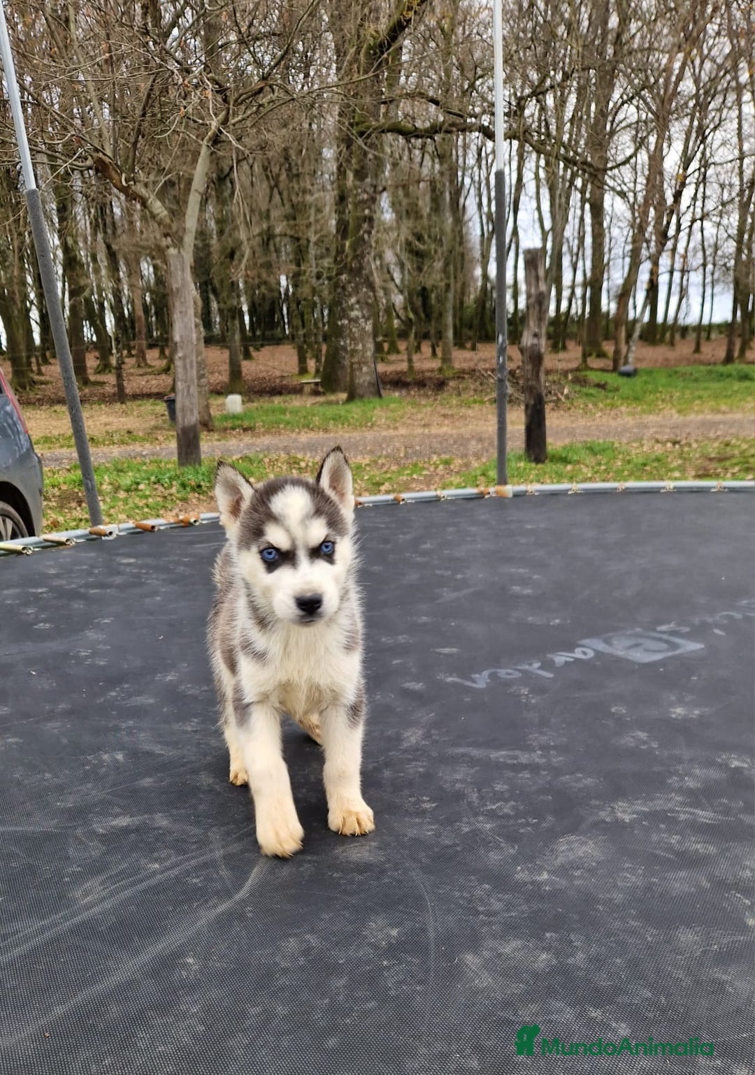 Husky Siberiano perros en venta: Cachorros de husky siberiano ojos azules  - Anuncio 3