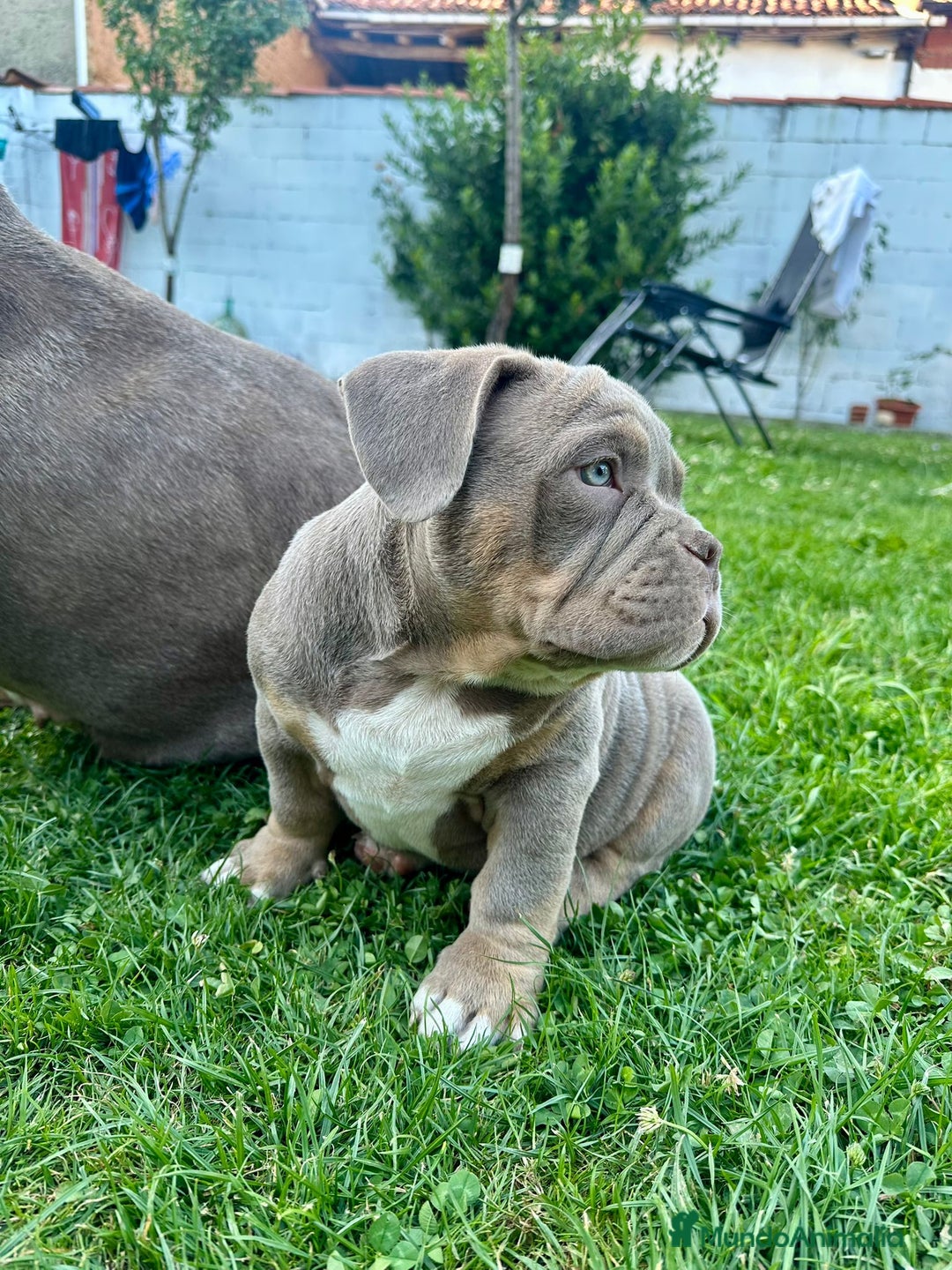 American Bully perros en venta: American bully bebés preciosos - Imagen 3