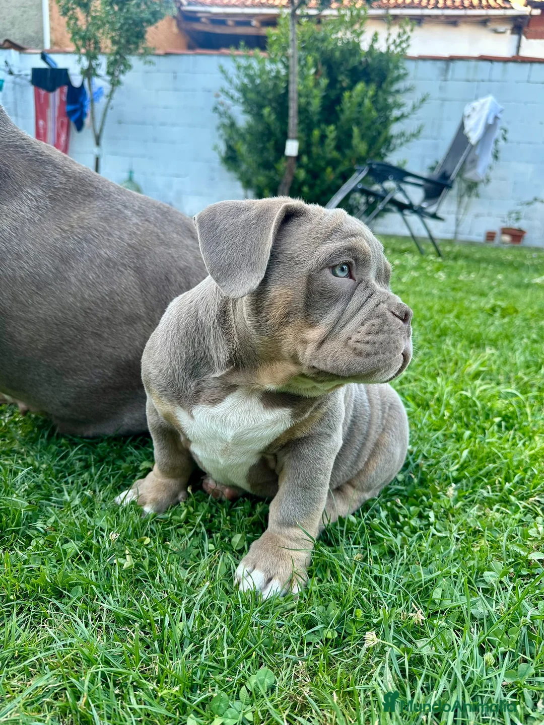 American Bully perros en venta: American bully bebés preciosos - Anuncio 3