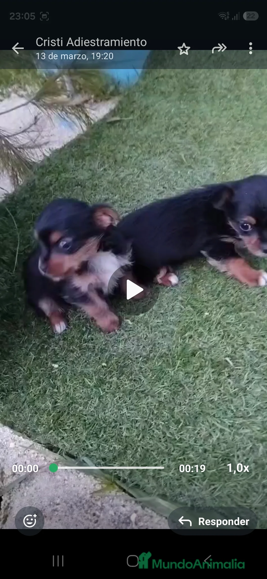 Yorkshire Terrier perros en venta: Yorkshire  - Anuncio 2