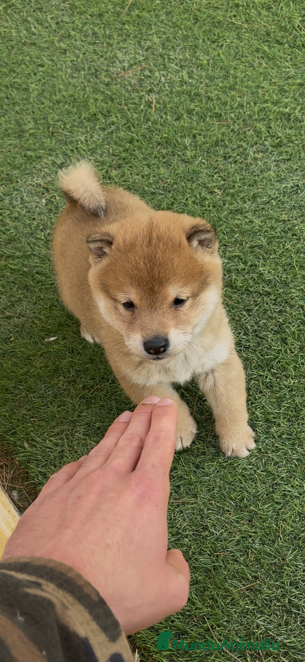 Shiba Inu perros Shiba Inu - Anuncio 19