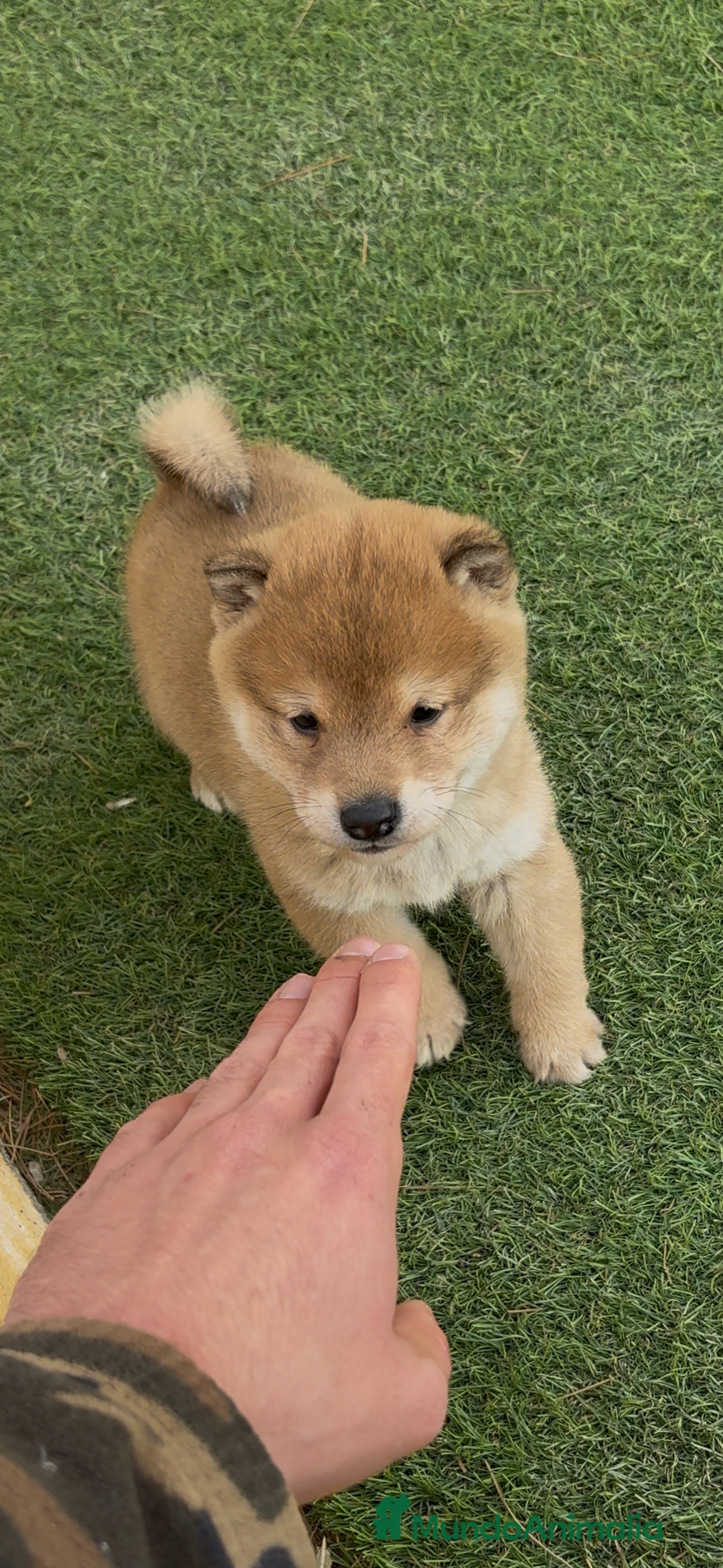 Shiba Inu perros en venta: Shiba Inu - Anuncio 1