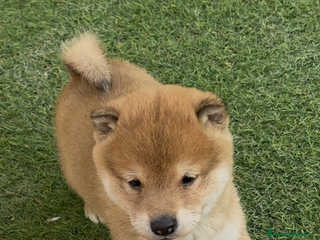 Shiba Inu perros Shiba Inu - Anuncio 1