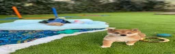 Shiba Inu perros en venta: Precioso macho de Shiba-inu ✨🦊 - Anuncio 2