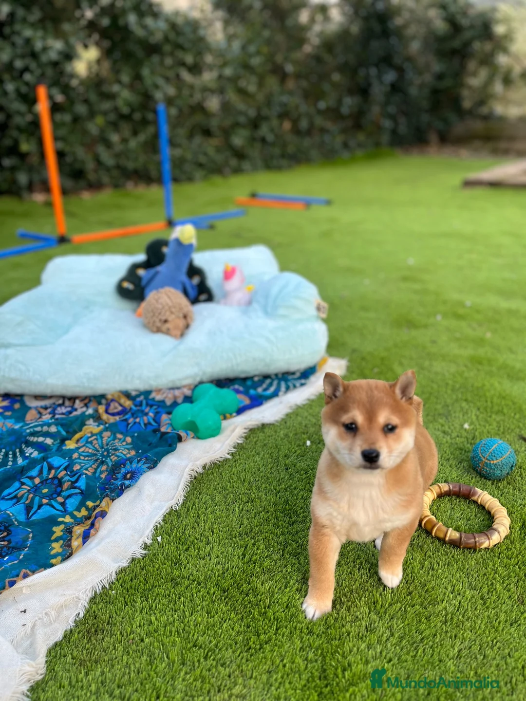 Shiba Inu perros en venta: Precioso macho de Shiba-inu ✨🦊 - Anuncio 2