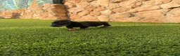 Teckel Miniatura perros en venta: Excelente camada Teckel kaninchen - Anuncio 4