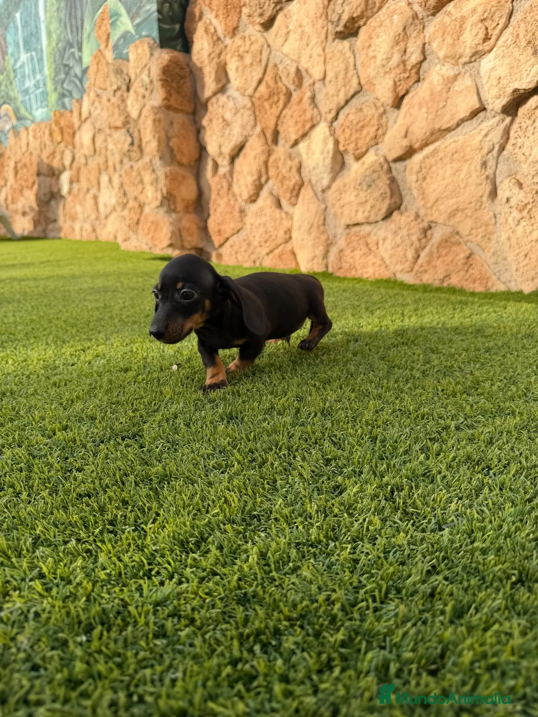 Teckel Miniatura perros en venta: Excelente camada Teckel kaninchen - Anuncio 4