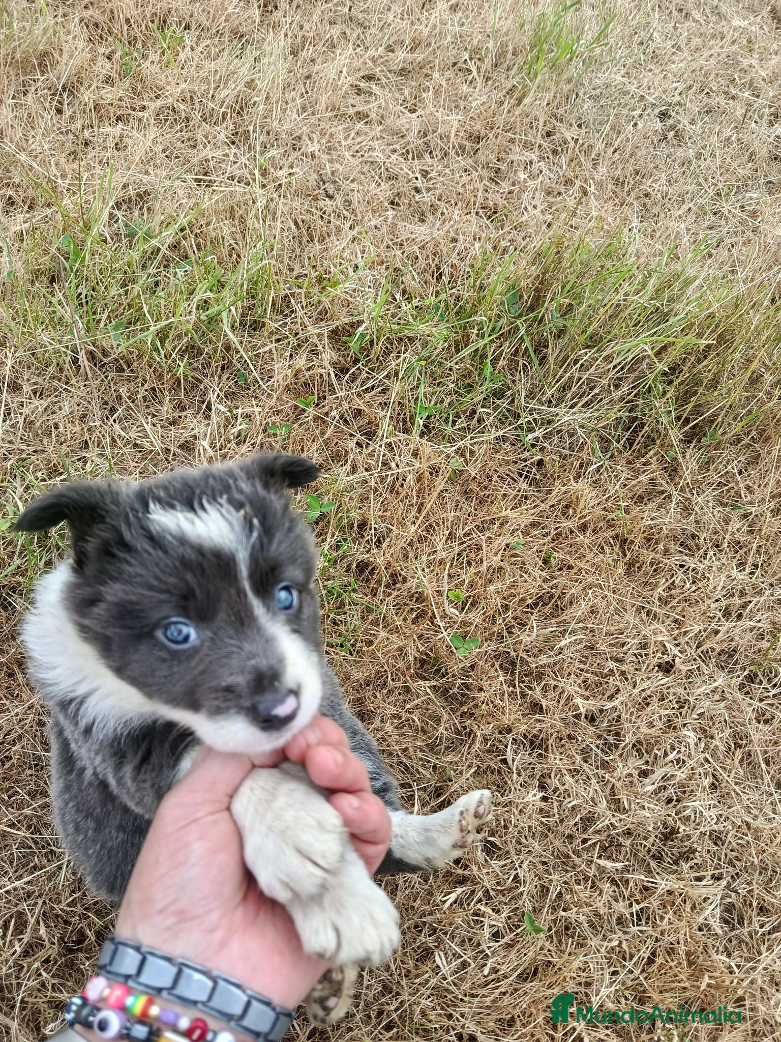 Border Collie perros Border colli henbra - Anuncio 35