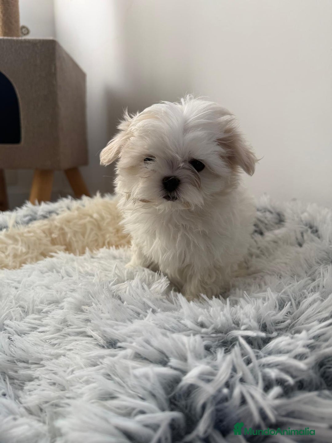 Bichón Maltés perros en venta: Bichón maltes coreano  - Anuncio 6