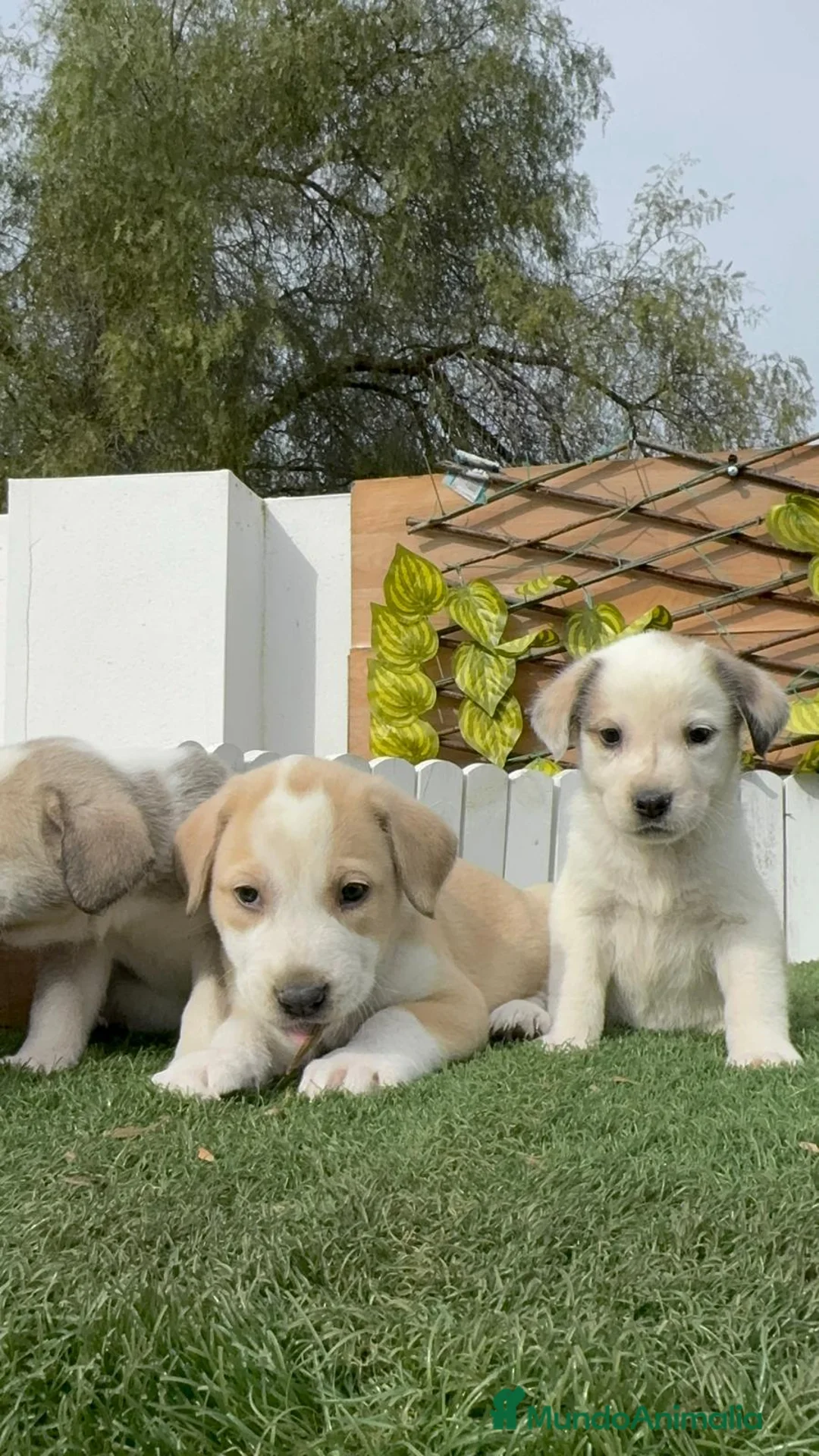 Mastín Español perros en venta: MASTIN ESPAÑOL HEMBRAS - Anuncio 12