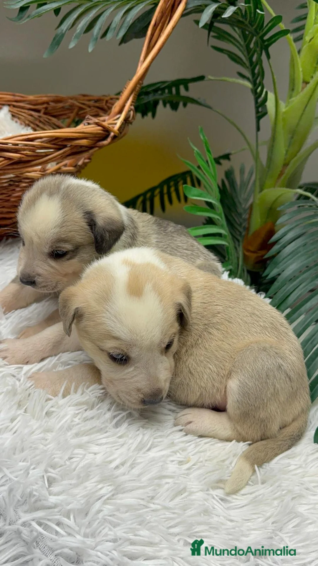 Mastín Español perros en venta: MASTIN ESPAÑOL - Anuncio 6