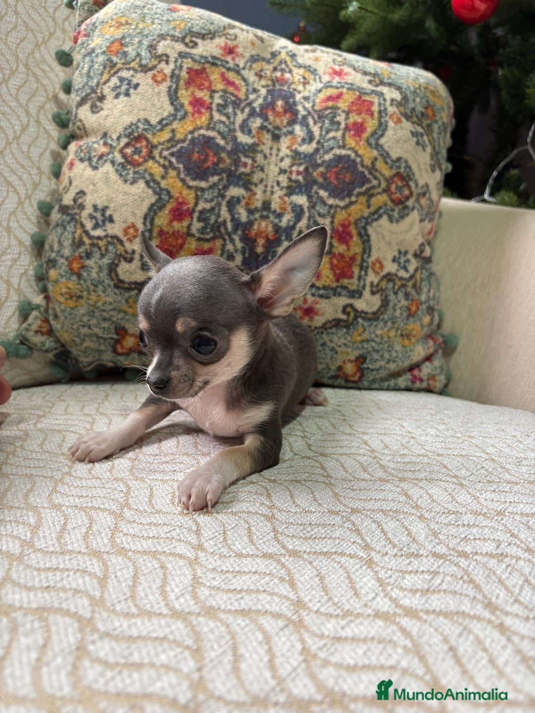 Chihuahua perros en venta: Chihuahua mini Toy hembra blue tri - Anuncio 9