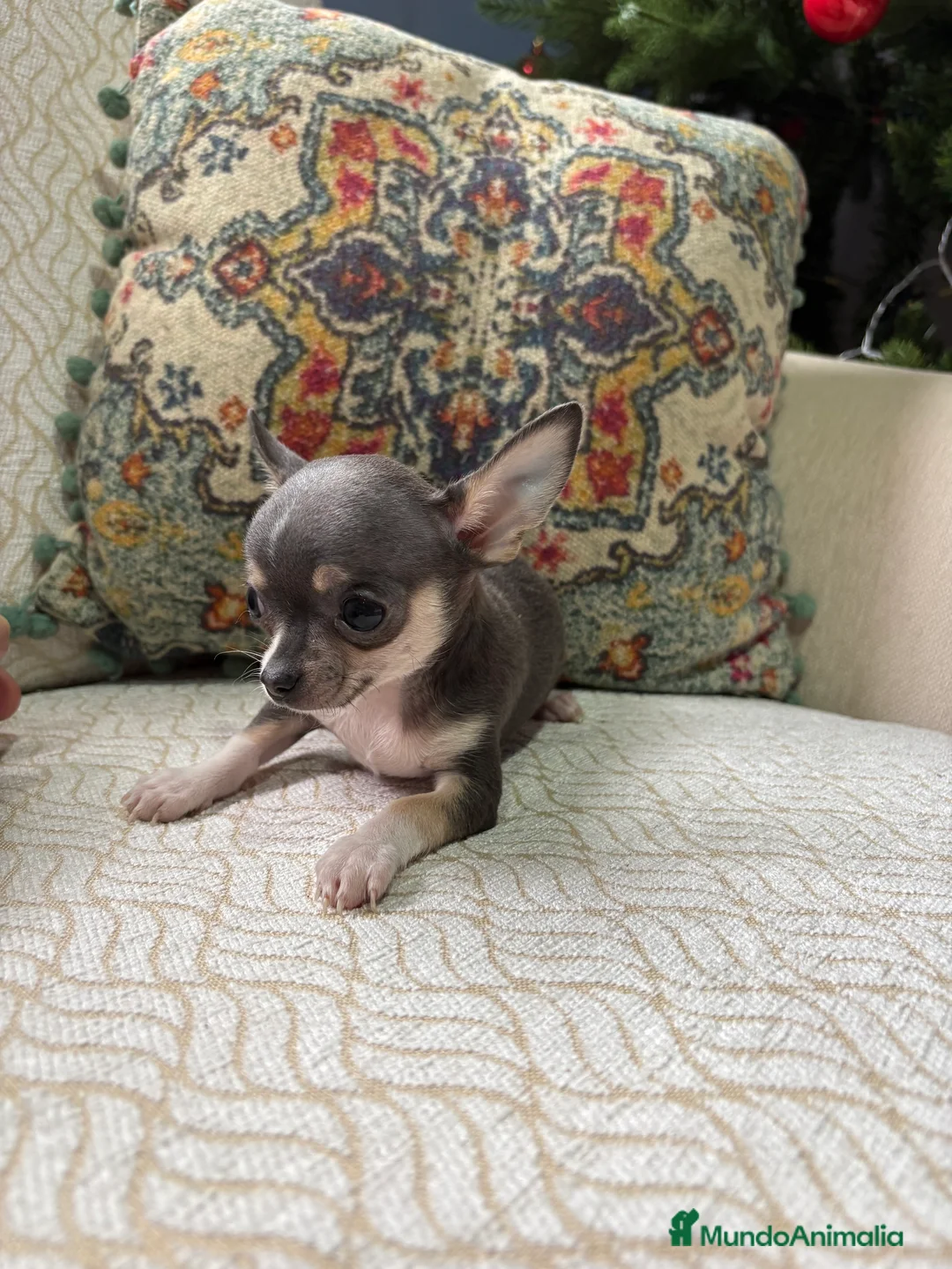 Chihuahua perros en venta: Chihuahua mini Toy hembra blue tri - Anuncio 9