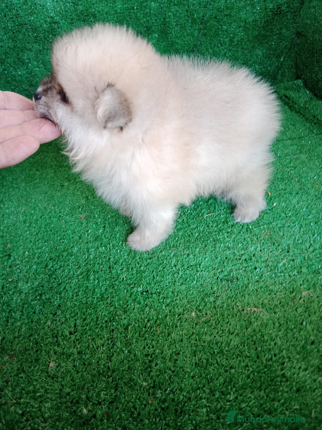 Pomerania perros en venta: Perro Pomerania, cachorritos nacionales  - Anuncio 2