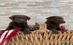 Labrador Retriever perros en venta: Cachorros de Labrador chocolate  - Imagen 3