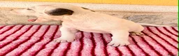 Jack Russell Terrier perros en venta: Jack Russell Terrier macho  - Anuncio 16