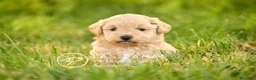 Maltipoo perros en venta: Hembras Maltipoo disponibles.  - Anuncio 4