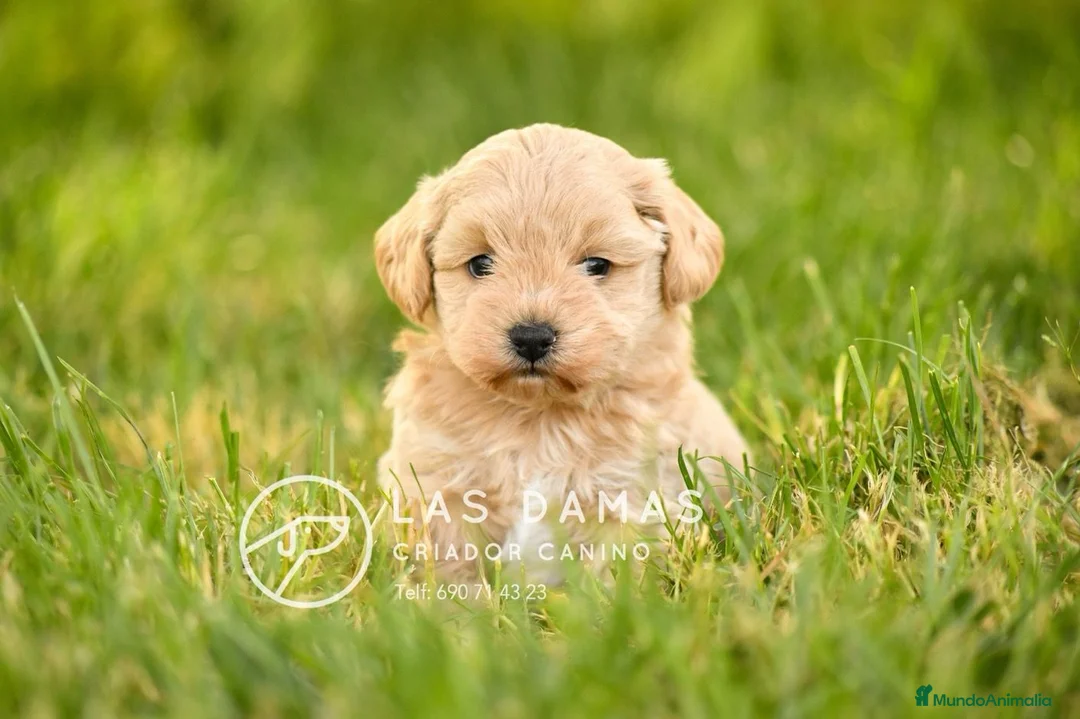 Maltipoo perros en venta: Hembras Maltipoo disponibles.  - Anuncio 4