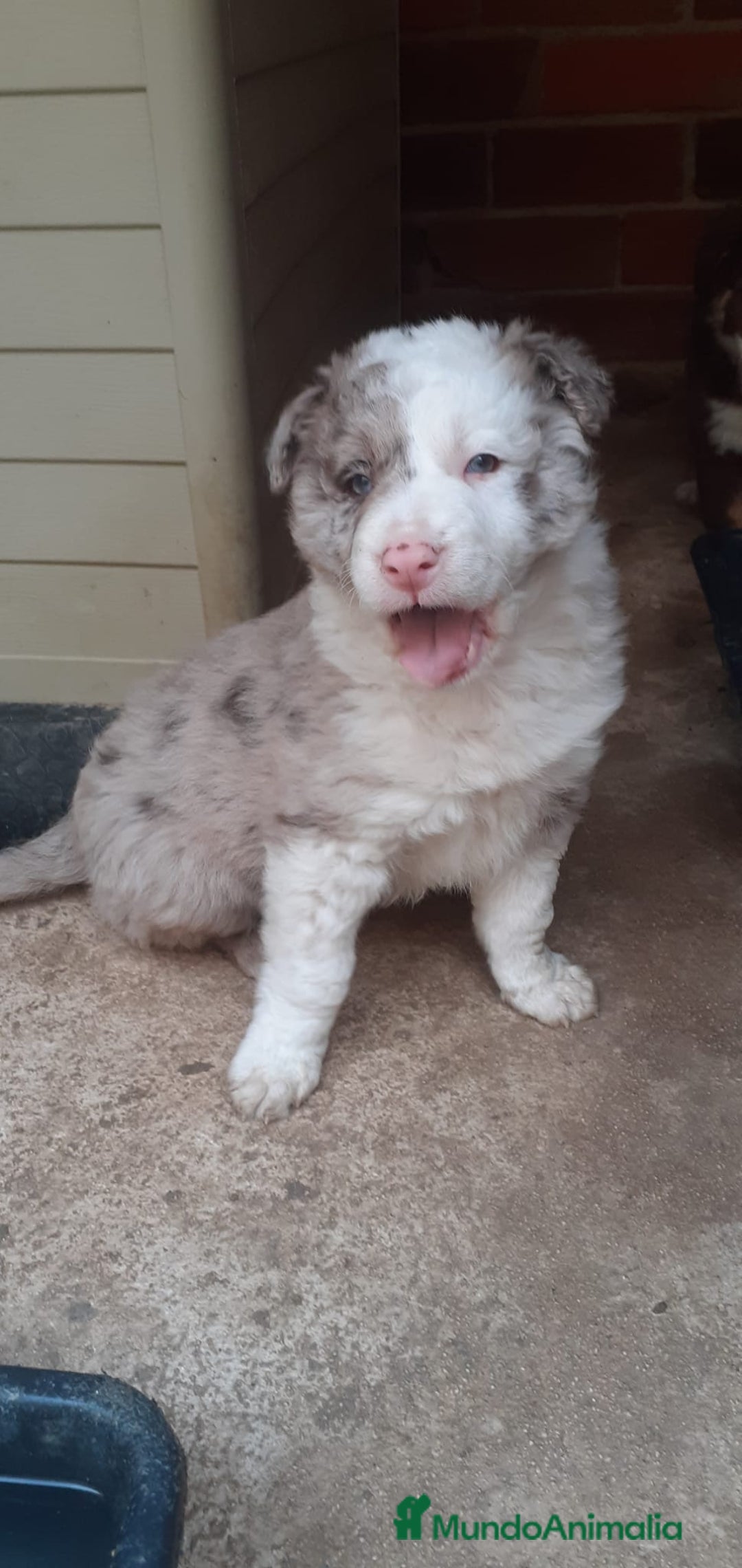 Border Collie perros en venta: Boder Collie Parla - Anuncio 2