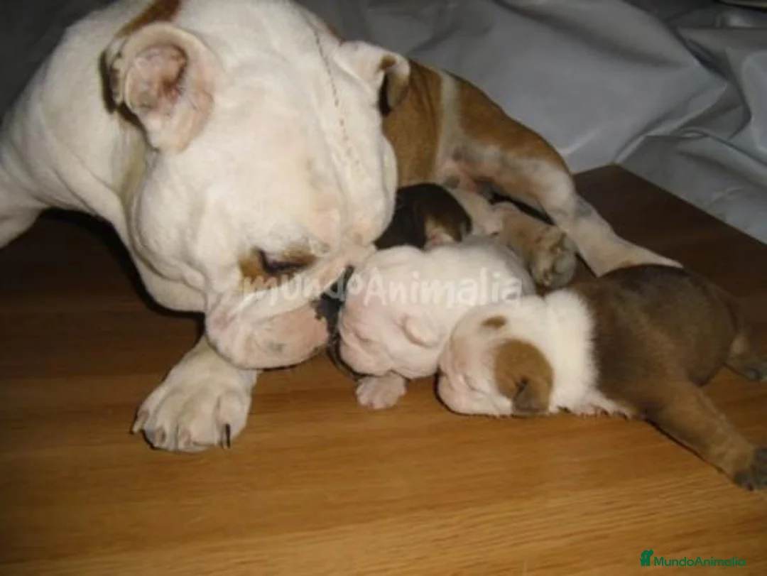 Imagen de galería {{count}}