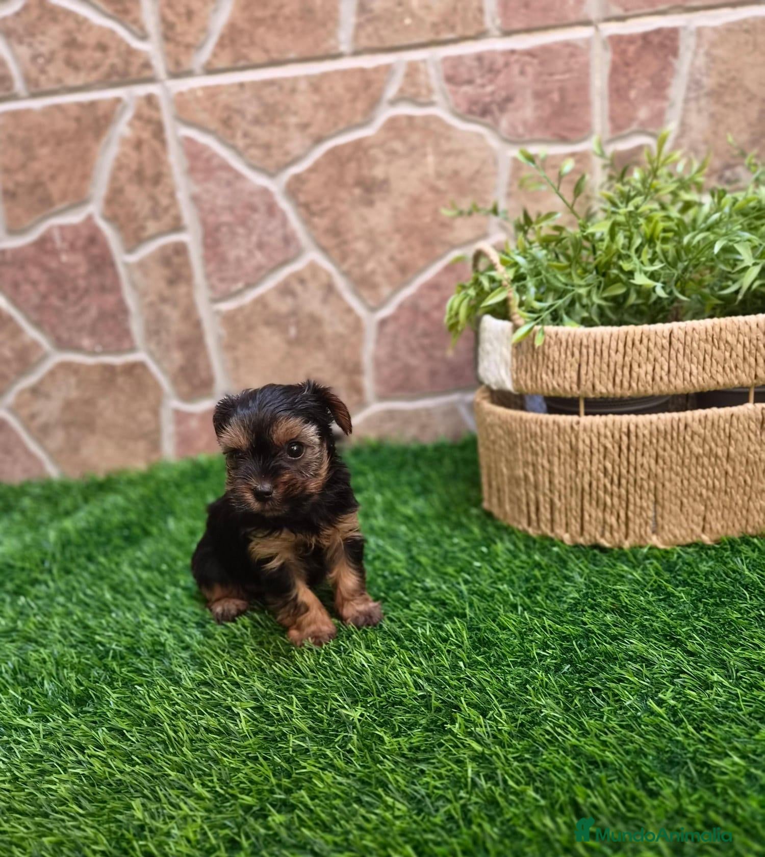 Yorkshire Terrier perros Yorkshire terrier - Anuncio 1