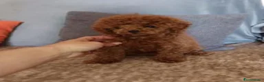 Caniche Toy 1