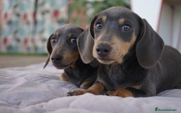 Teckel Miniatura perros en venta: 🌙 Tiko y Monchi – Teckel miniatura silver-blue 🐾 - Imagen 4