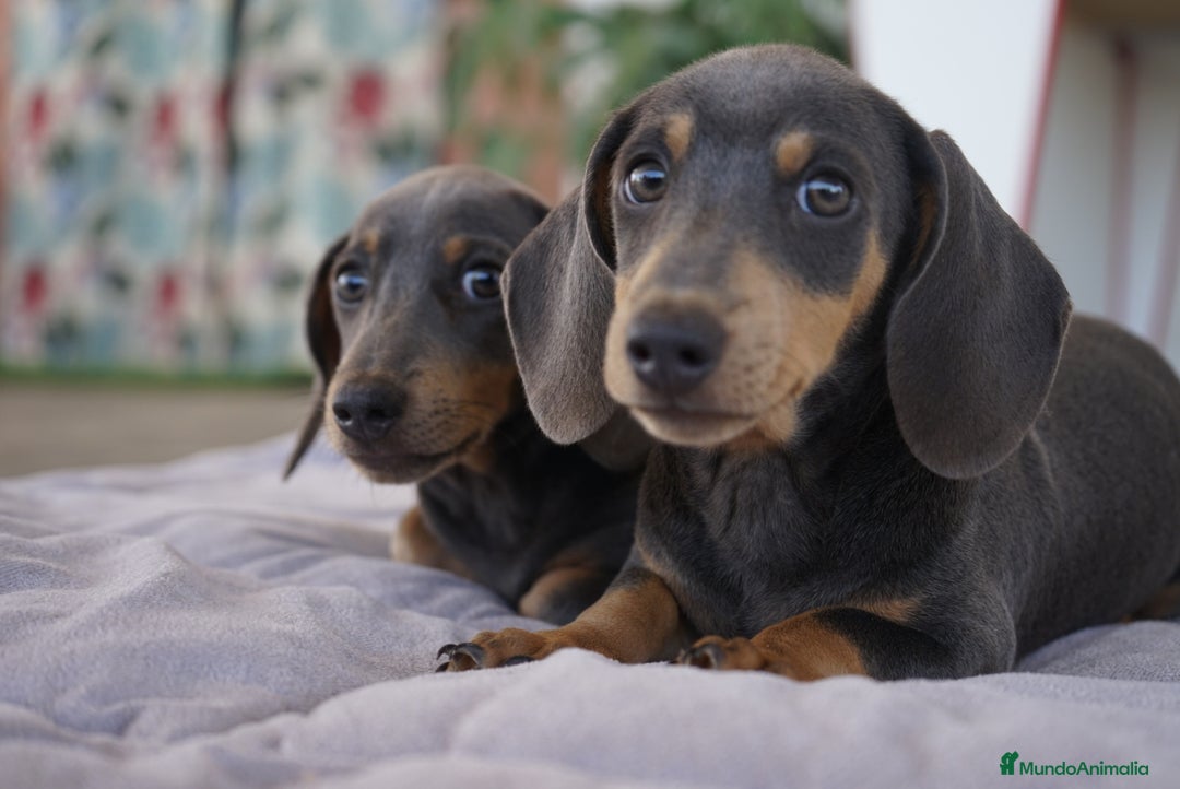 Teckel Miniatura perros en venta: 🌙 Tiko y Monchi – Teckel miniatura silver-blue 🐾 - Imagen 4