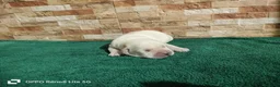 Labrador Retriever perros en venta: Cachorros de Labrador Retrievers - Anuncio 7