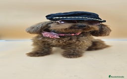 Caniche Toy perros en venta: Caniche toy - Imagen 5
