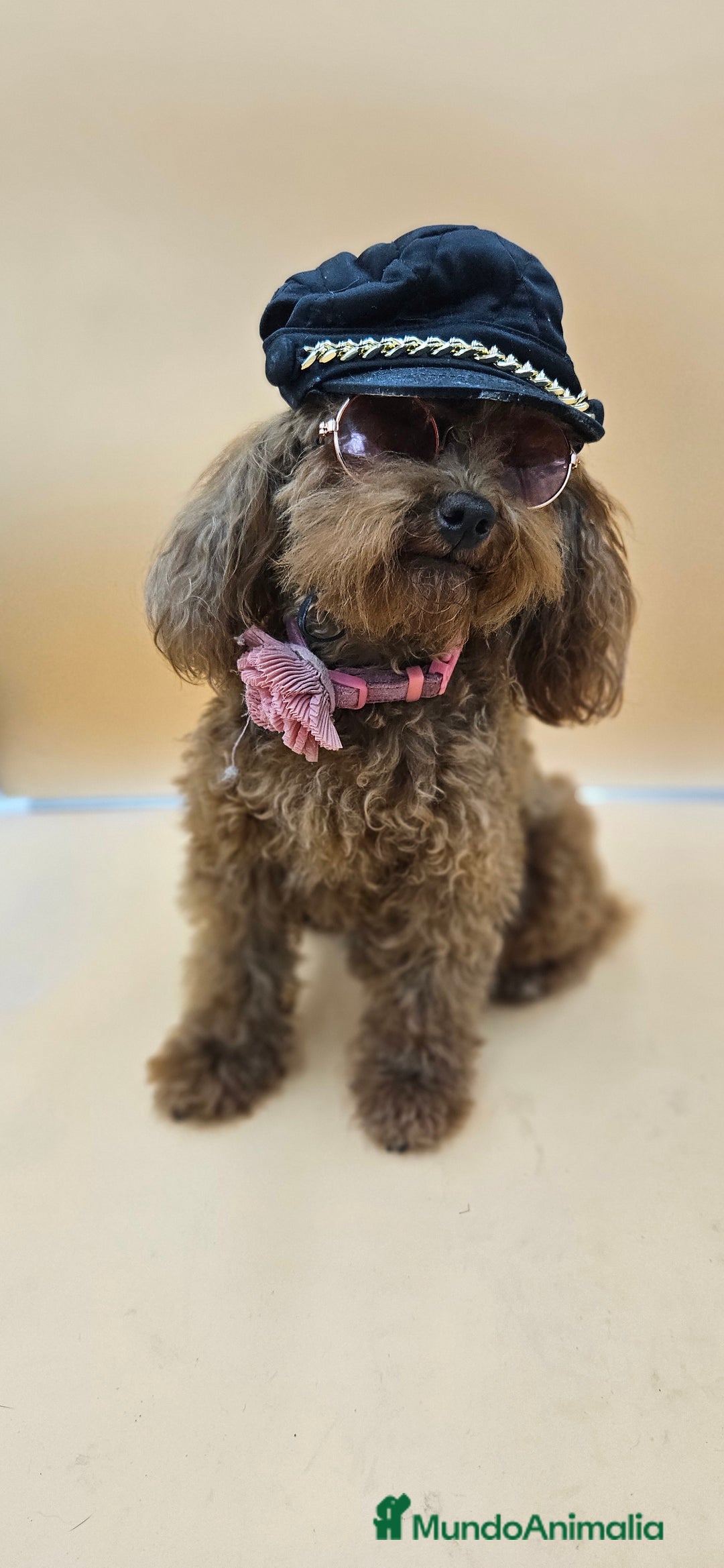 Caniche Toy perros en venta: Caniche toy - Imagen 5