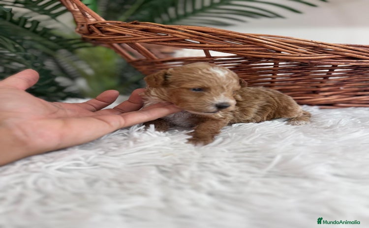 Caniche Toy perros - Anuncio 8