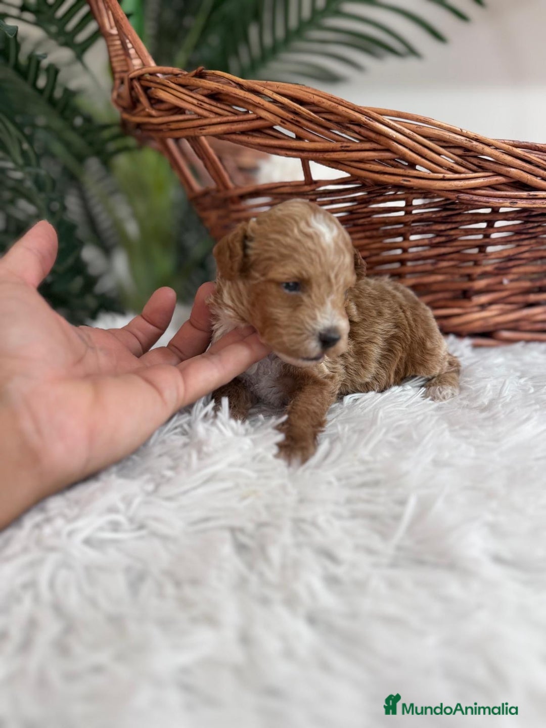 Caniche Toy perros en venta: CANICHE TOY MACHO - Imagen 1