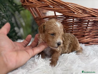 Caniche Toy perros - Anuncio 16