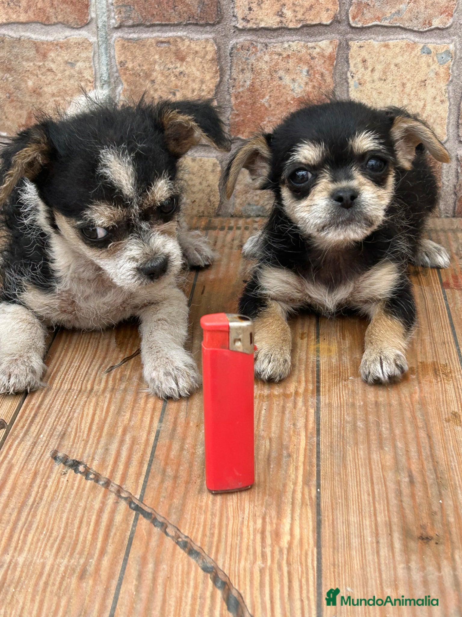 Raza Mixta perros Cruzaditas Hembras de Chihuahua y Yorkshire Toy - Anuncio 1