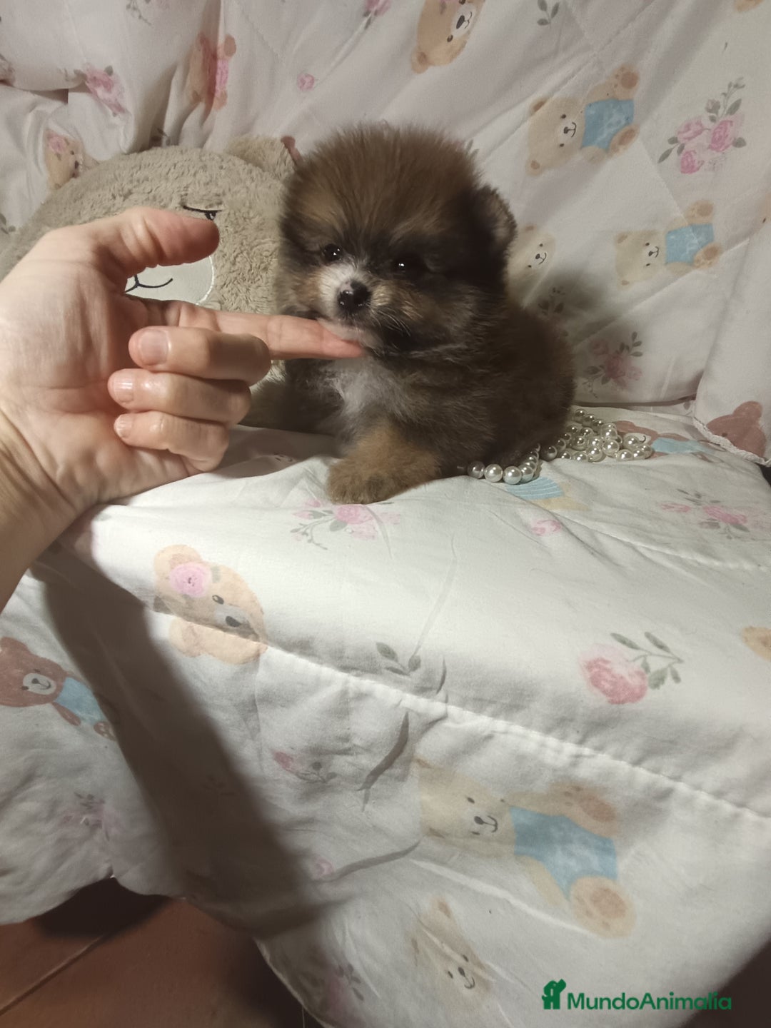 Pomerania perros en venta: Pomerania macho mini c - Imagen 2