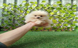Pomerania perros en venta: Pomeranias toy  - Anuncio 3