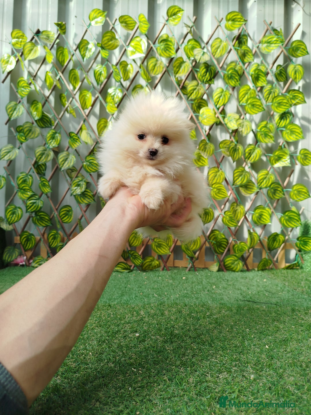 Pomerania perros en venta: Pomeranias toy  - Anuncio 3